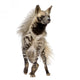 Striped Hyena Wall Decal