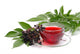 Tee Holunder Tea Elder Wall Decal
