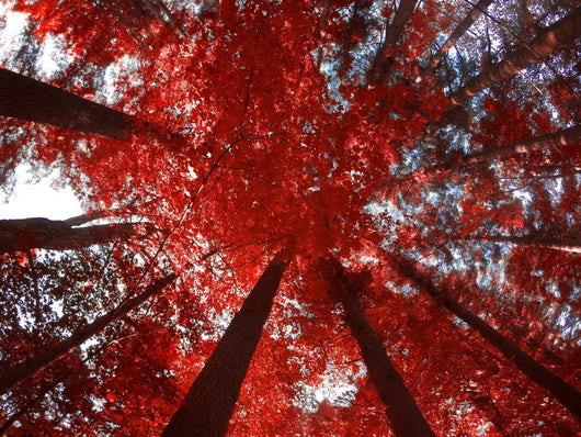 Red Trees Wall Decal