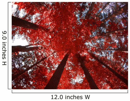 Red Trees Wall Decal