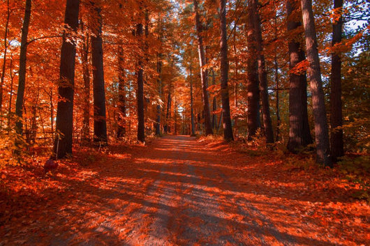 Fall Drive Wall Decal