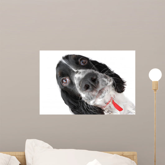 Springer Spaniel Puppy up Wall Decal