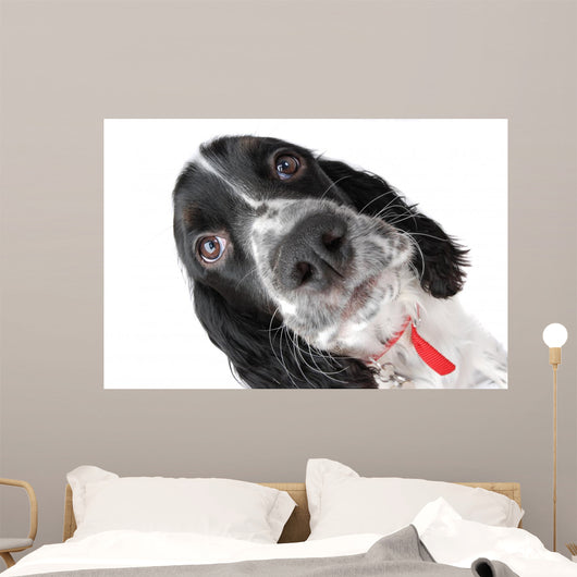Springer Spaniel Puppy up Wall Decal