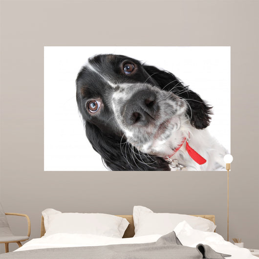 Springer Spaniel Puppy up Wall Decal