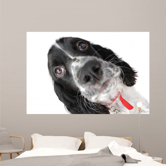 Springer Spaniel Puppy up Wall Decal