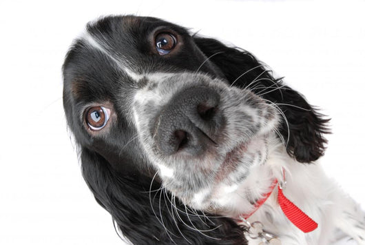 Springer Spaniel Puppy up Wall Decal