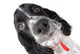 Springer Spaniel Puppy up Wall Decal