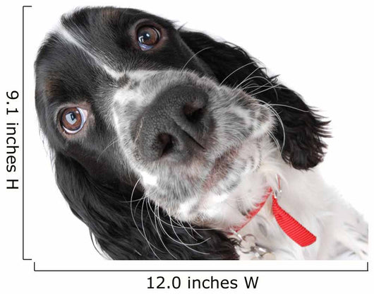Springer Spaniel Puppy up Wall Decal