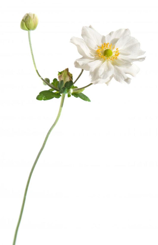White Japanese Anemone White Wall Decal