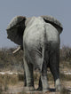 Elephant Loxodonta Africana Wall Decal
