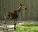 Okapi Wall Decal