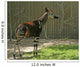 Okapi Wall Decal