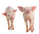 Two Pig Wall Decal