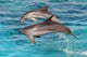 Two Bottlenose Dolphins Leaping Wall Decal