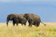 Two Adult African Elephants Wall Decal