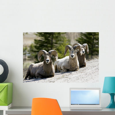 Big Horn Sheep Wall Decal shown on a wall