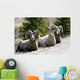 Big Horn Sheep Wall Decal