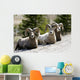 Big Horn Sheep Wall Decal
