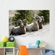 Big Horn Sheep Wall Decal