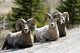 Big Horn Sheep Wall Decal