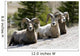 Big Horn Sheep Wall Decal