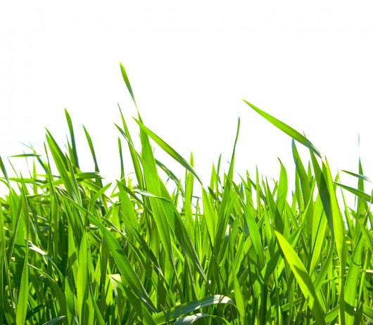 Green Grass Wall Decal
