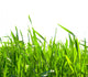 Green Grass Wall Decal