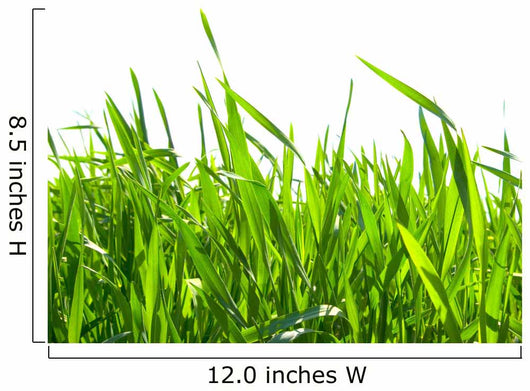 Green Grass Wall Decal