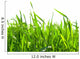Green Grass Wall Decal