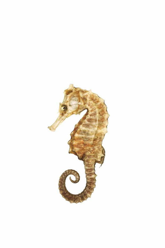 Seahorse Wall Decal