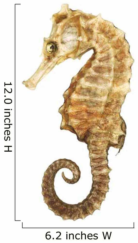 Seahorse Wall Decal