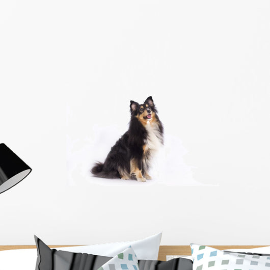 Seated Shetland Sheepdog Wall Decal