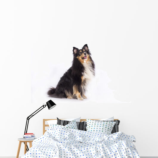 Seated Shetland Sheepdog Wall Decal
