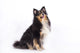 Seated Shetland Sheepdog Wall Decal