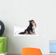 Shetland Sheepdog Wall Decal