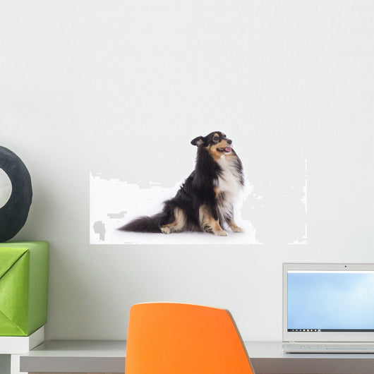 Shetland Sheepdog Wall Decal