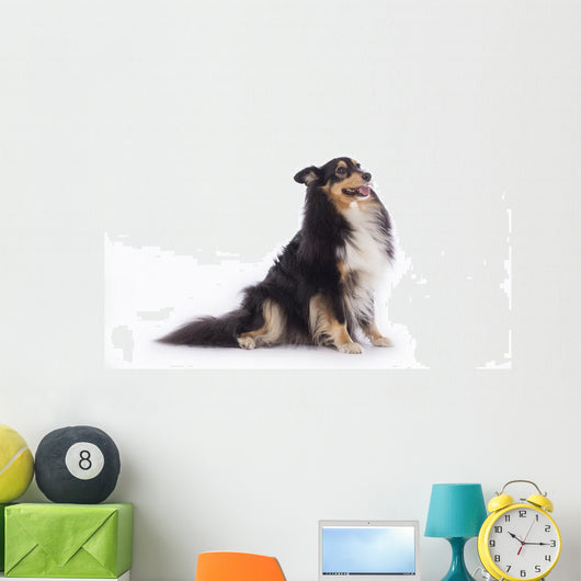Shetland Sheepdog Wall Decal