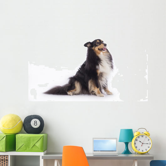 Shetland Sheepdog Wall Decal