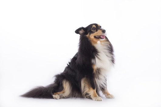 Shetland Sheepdog Wall Decal