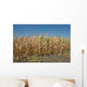 Corn Field Late Summer Wall Decal