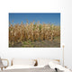 Corn Field Late Summer Wall Decal
