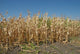 Corn Field Late Summer Wall Decal
