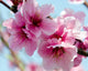 Peach Blossoms Wall Decal