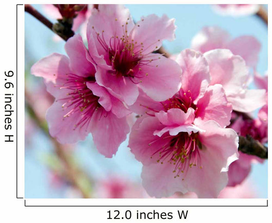 Peach Blossoms Wall Decal