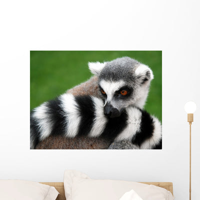 Lemur Animal Wall Decal shown on a wall