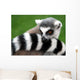 Lemur Animal Wall Decal