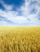 Golden Rice Field Wall Decal