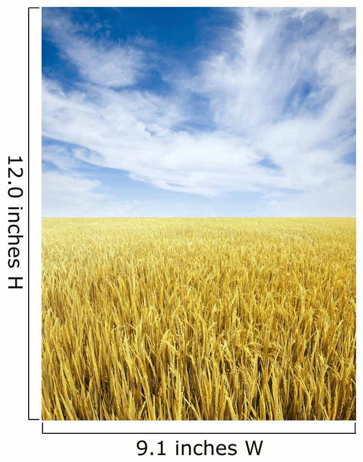 Golden Rice Field Wall Decal