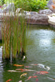 Pond Wall Decal Design 2
