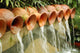 Water Pots Fountain Wall Decal
